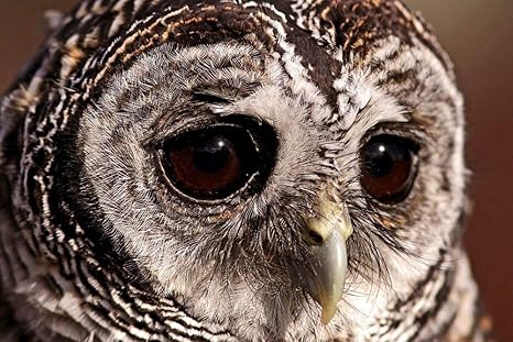 Amazon Co Jp フクロウの壁紙 動物の壁紙 キャンバス ステッカー 印刷 壁紙ポスター はがせるシール式 写真 特大 絵画 壁飾り1cmx80cm Diy 工具 ガーデン Amazon Co Jp フクロウの壁紙 動物の壁紙 キャンバス ステッカー 印刷 壁紙ポスター はがせるシール式 写真 特大 絵画 壁飾り1cmx80cm Diy 工具 ガーデン