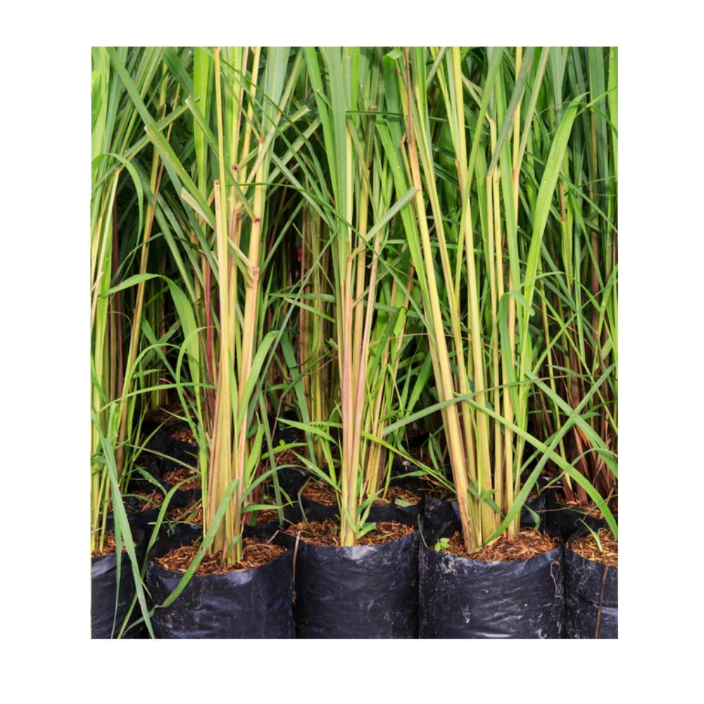 Plantazee Baby Plants - Live Fresh Lemongrass Medicinal Plant With Plastic Pot