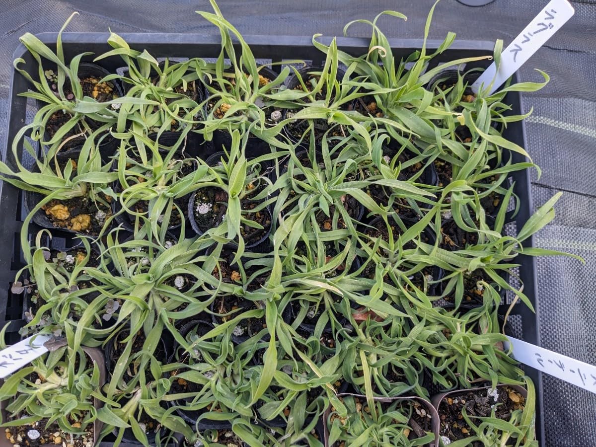 Amazon.co.jp: ラグラスオバタス（高性品種）6cmポット苗 ドライ