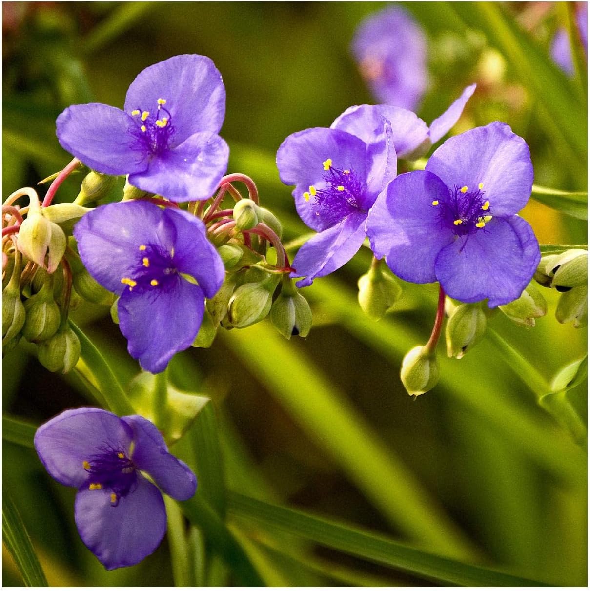 Everwilde Farms - 200 Prairie Spiderwort Native Wildflower Seeds - Gold Vault Jumbo Seed Packet