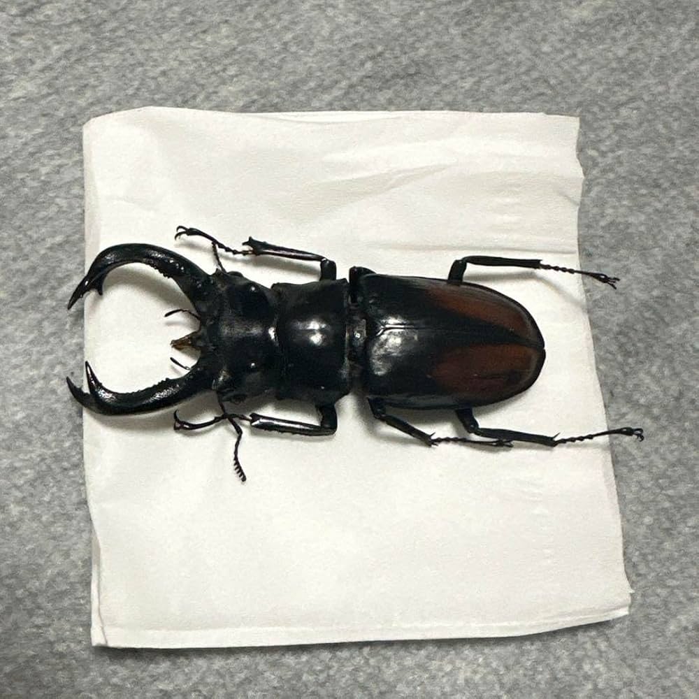 キルヒナーフタマタクワガタ？ セアカフタマタクワガタ 標本 野外品 Amazon.co.jp: キルヒナーフタマタクワガタ？ セアカフタマタ