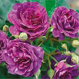 Purple Rose Seeds 100+（Rosa Rugosa Thunb）Easy Grow Rose Flower Fresh Plants Seeds for Planting Garden Outdoor Indoor(Huang Gong)