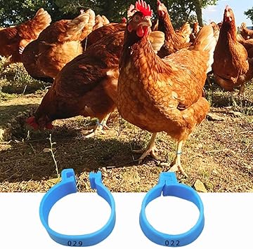 Amazon 鶏識別レッグバンド 鶏脚リング家禽足首バンド番号タグマーカーため雛 アヒル 鶏 ガチョウ ハト C Yclabini ペット用品 通販