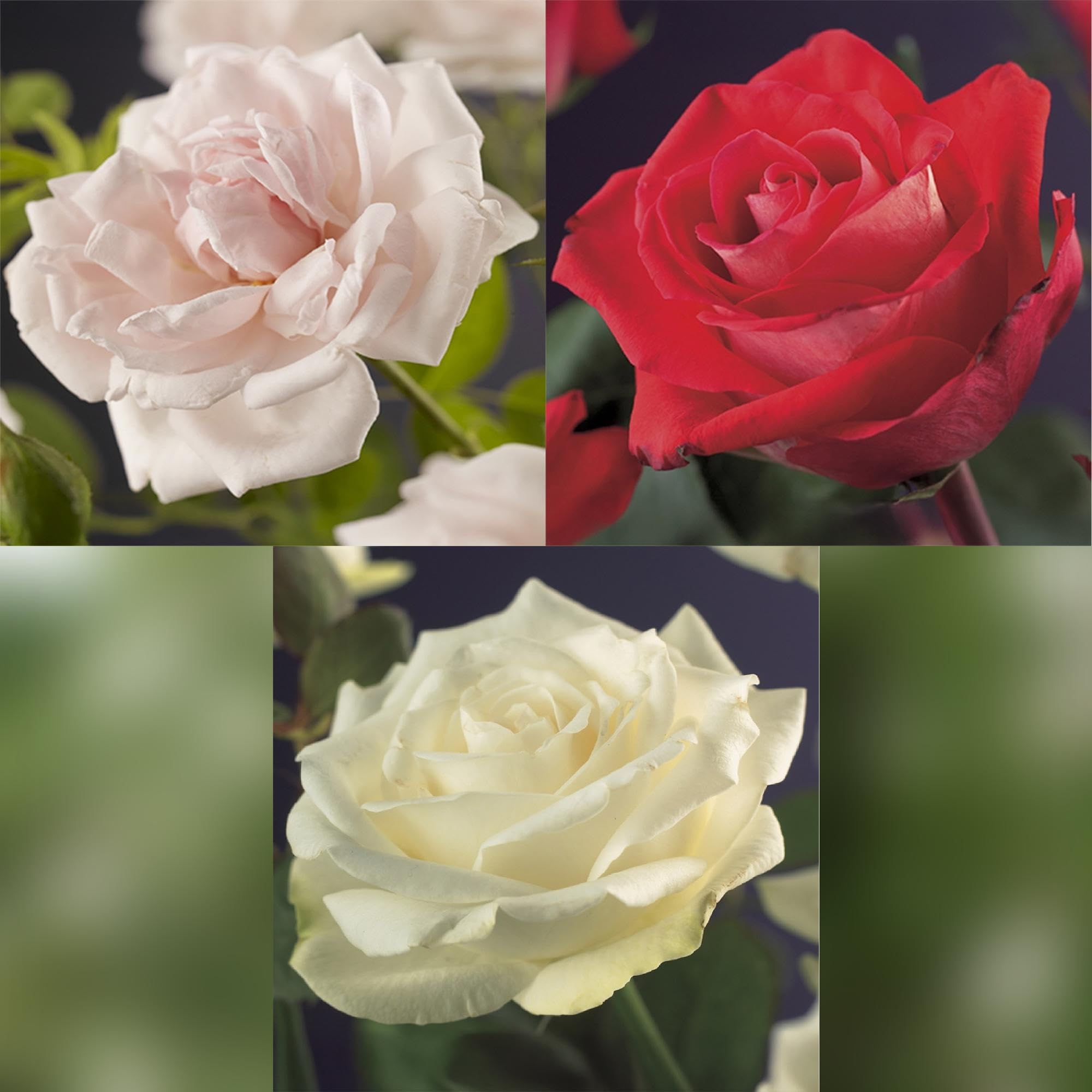 Rosal Trepador Tricolor de Jardín, Rosa Blanco Rojo, 3 Plantas Maceta 11cm