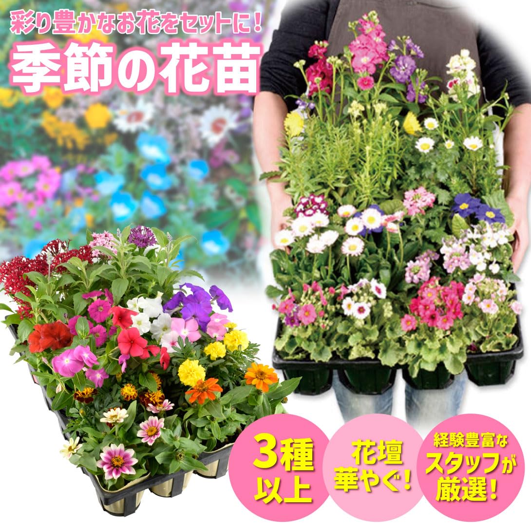 専用　　花苗 3ポット Amazon.co.jp: 季節の花苗 24ポットセット(3種以上) / 国華園 25年秋