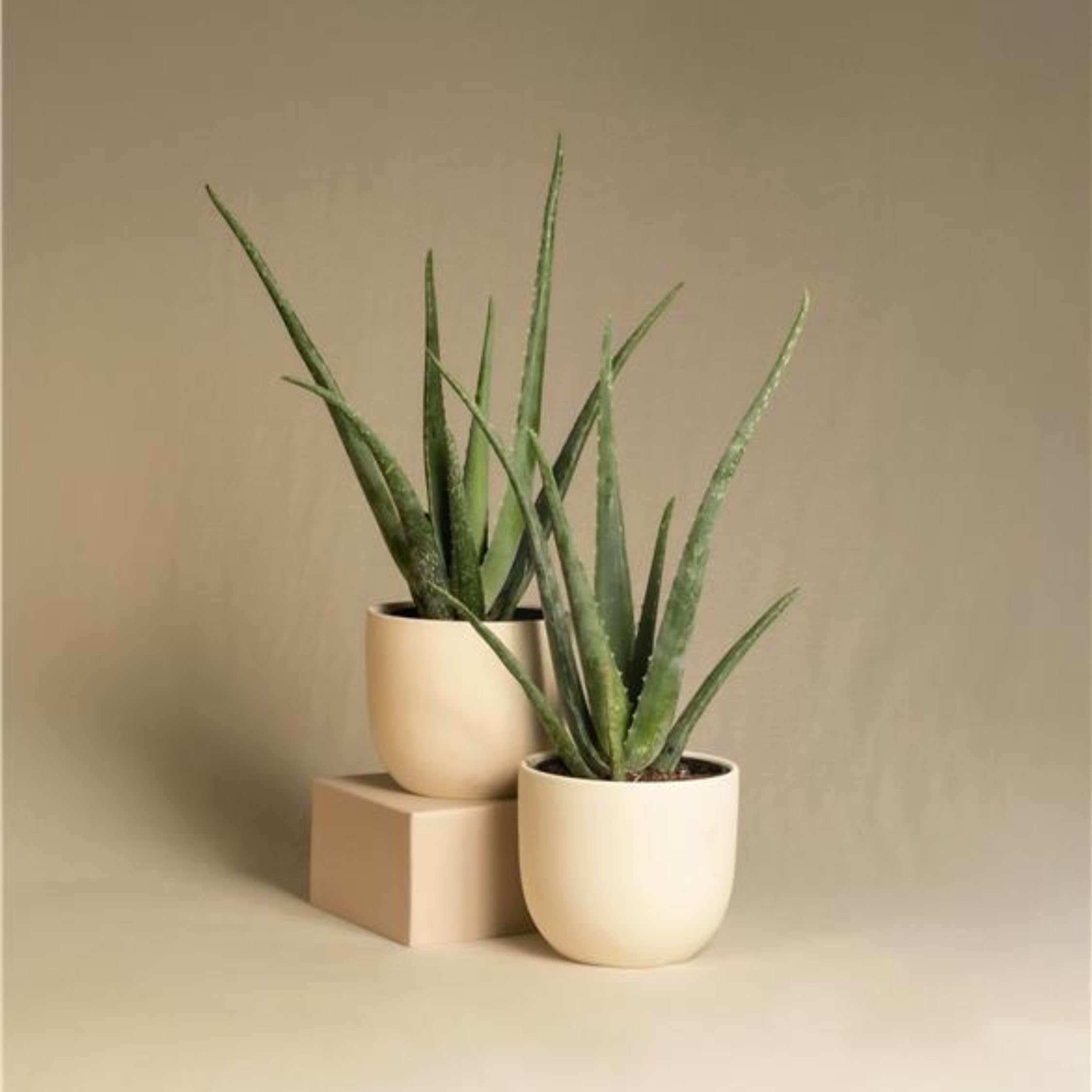 Plant in a Box - Aloe Vera - Set de 4 - Plante d'intérieur - Succulents - Pot 10,5cm - Hauteur 25-40cm