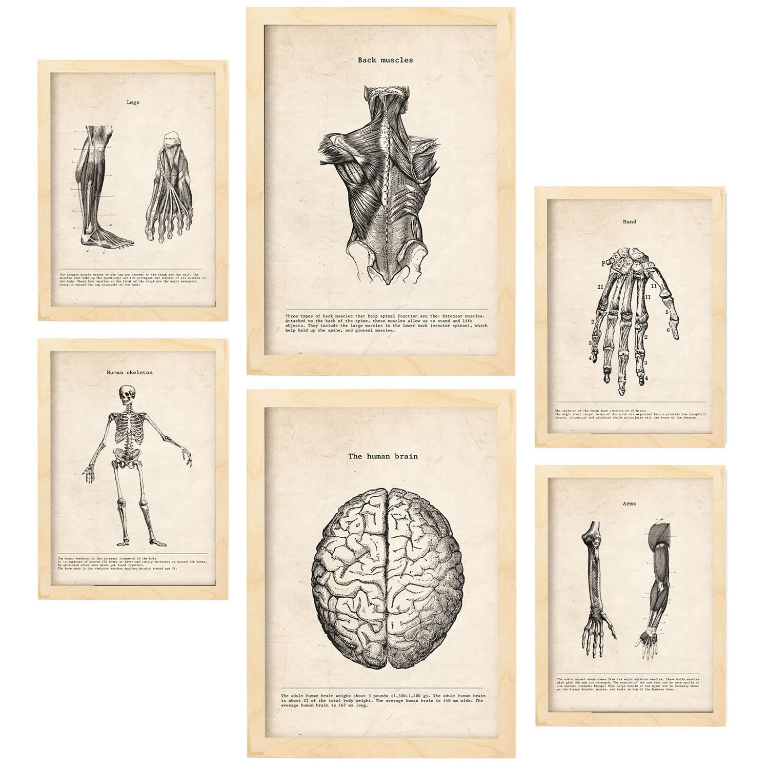 Nacnic Limbs and Brain Posters. Medical Vintage Style Illustrations of Anatomy, Body Parts, Bones and Muscles. Aesthetic Illustrations for Interior Design and Decoration. A4 & A3 Lightwood Frames.