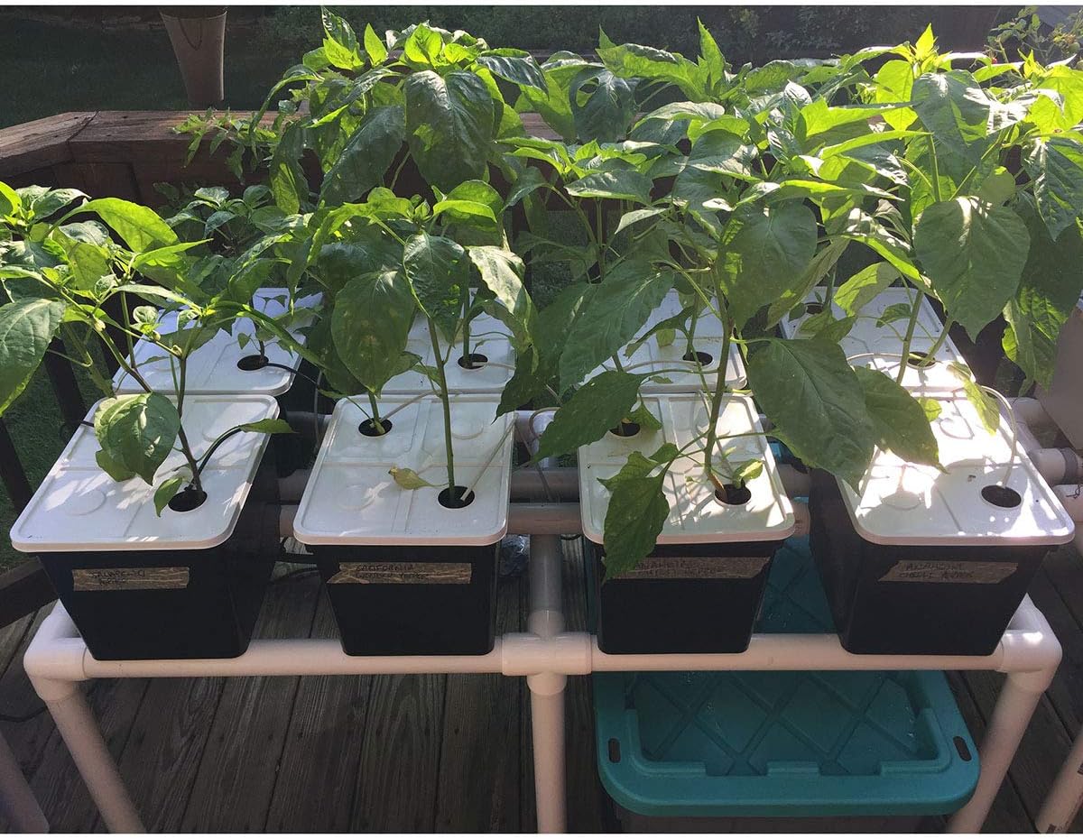 Hydroponic Dutch Bucket System, 8 x 11 Liter Black Buckets with Siphons, Covers, Reservoir, Pump, Support Frame and Irrigation Drippers