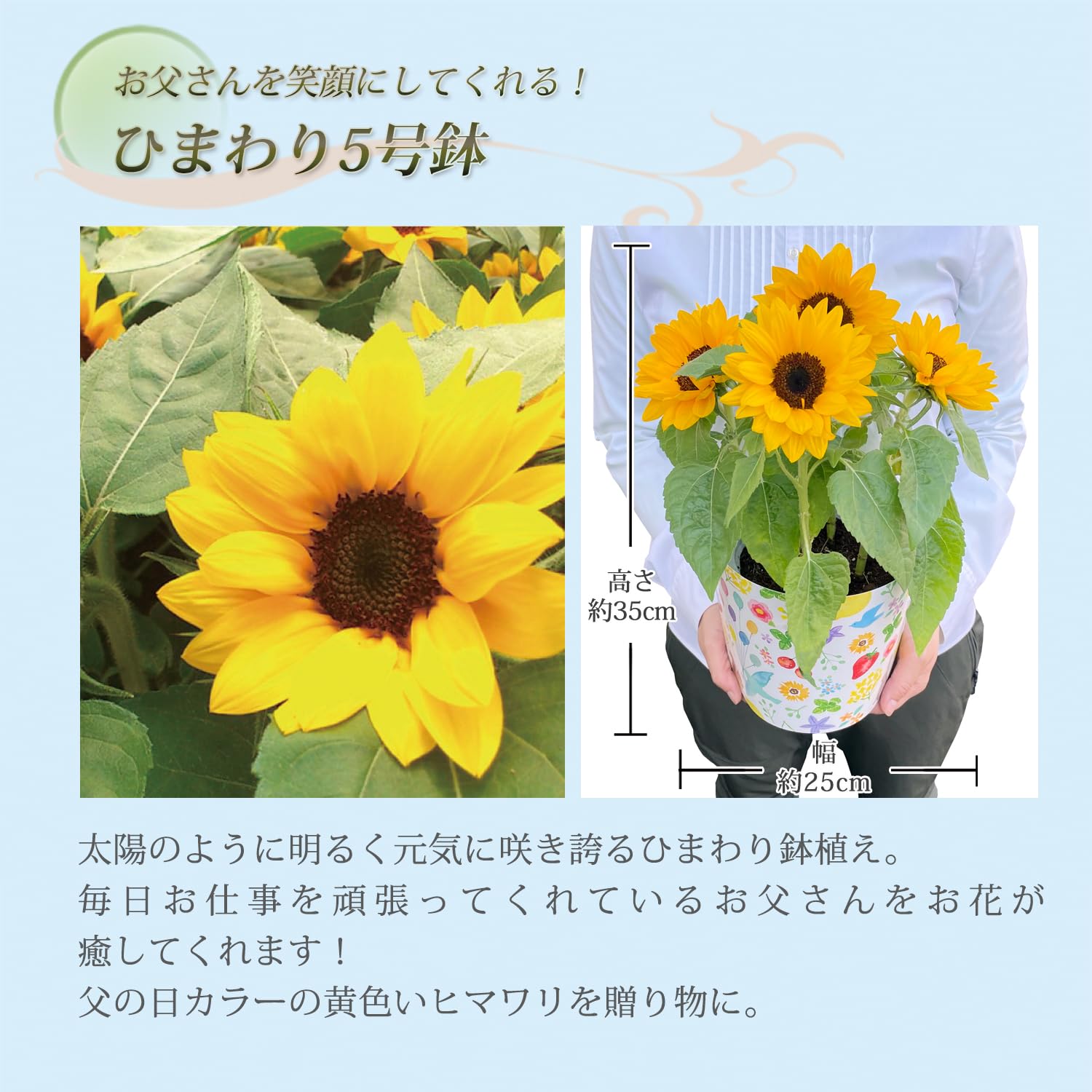 Amazon.co.jp: 花のギフト社 父の日 花 ひまわり 鉢植え プレゼント 父