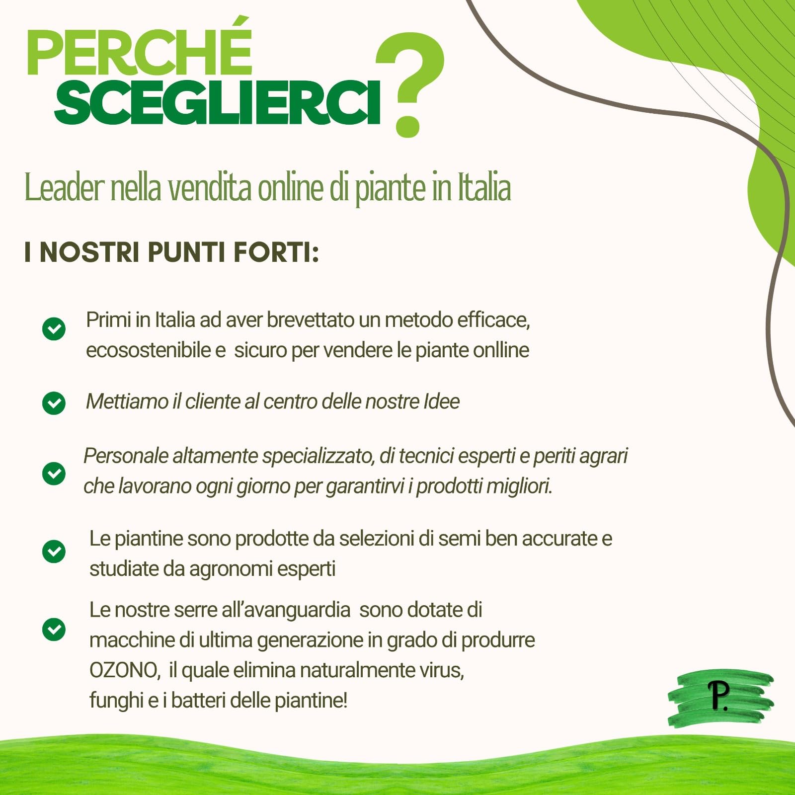 P. Piantine da Orto | Kumquat, Pianta Pronta per il Trapianto, Pianta in Vaso Vera da Esterno, Vivaio Italiano