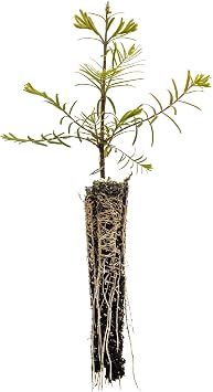 Dawn Redwood | Small Tree Seedling | The Jonsteen Company