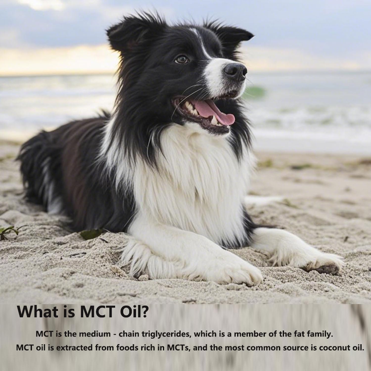 Mct Oil for Dogs，90 Servings，Medium Chain Triglycerides.Coconuts, C8 and C10, Healthy Digestion, Shiny Hair