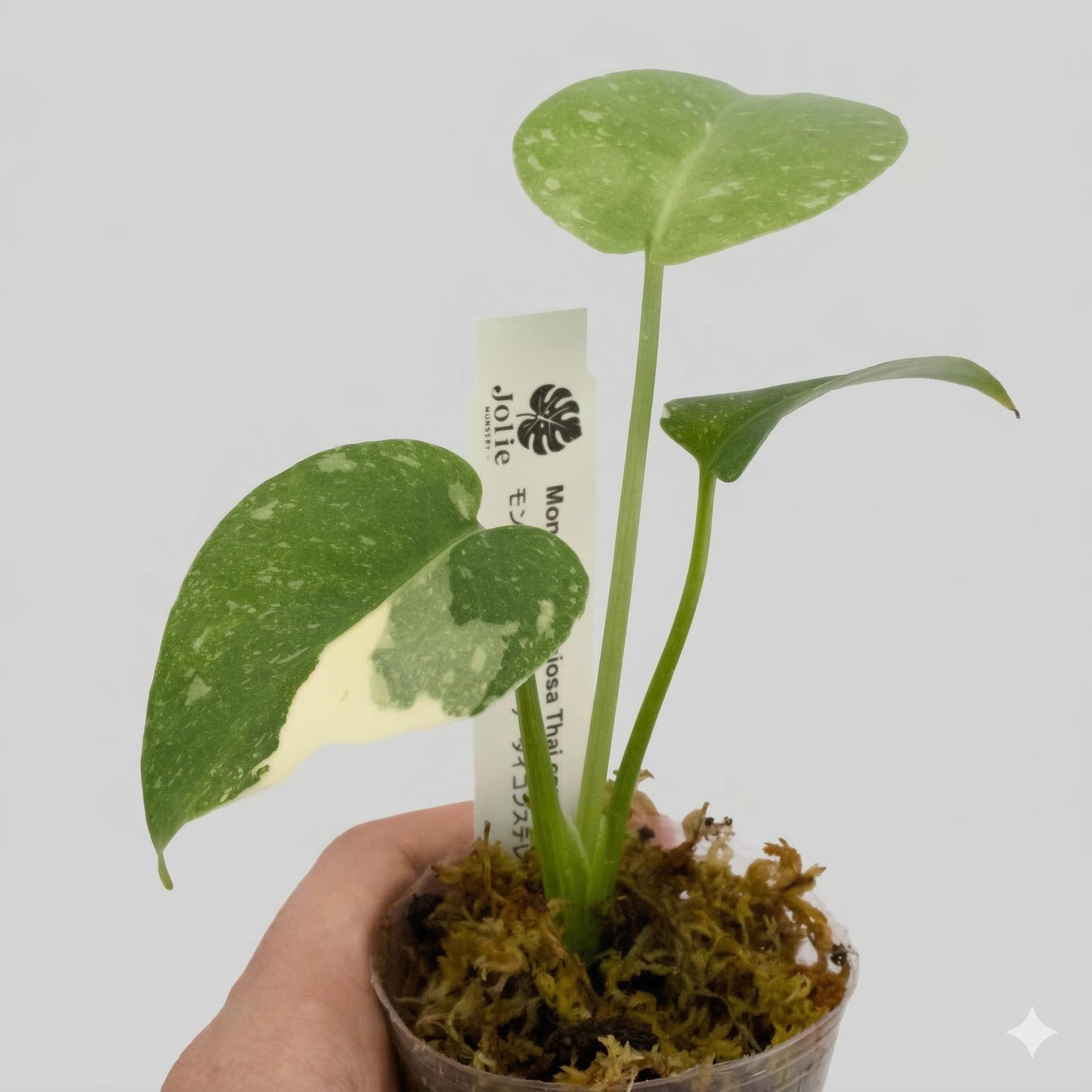 Amazon｜JolieNursery（ジョリーナーセリー）斑入りモンステラ タイ