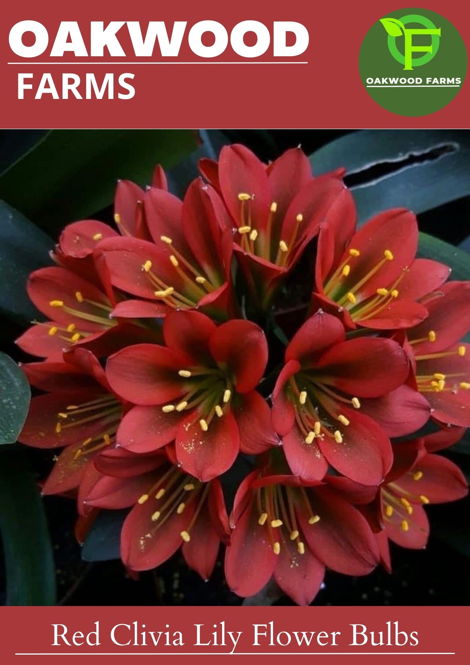 Oakwood Farms� Imported Red Color Clivia Lily Summer Plant Bulbs (Pack Of 1 Bulb) (B0C2TXDM5R) Amazon Price History, Amazon Price Tracker
