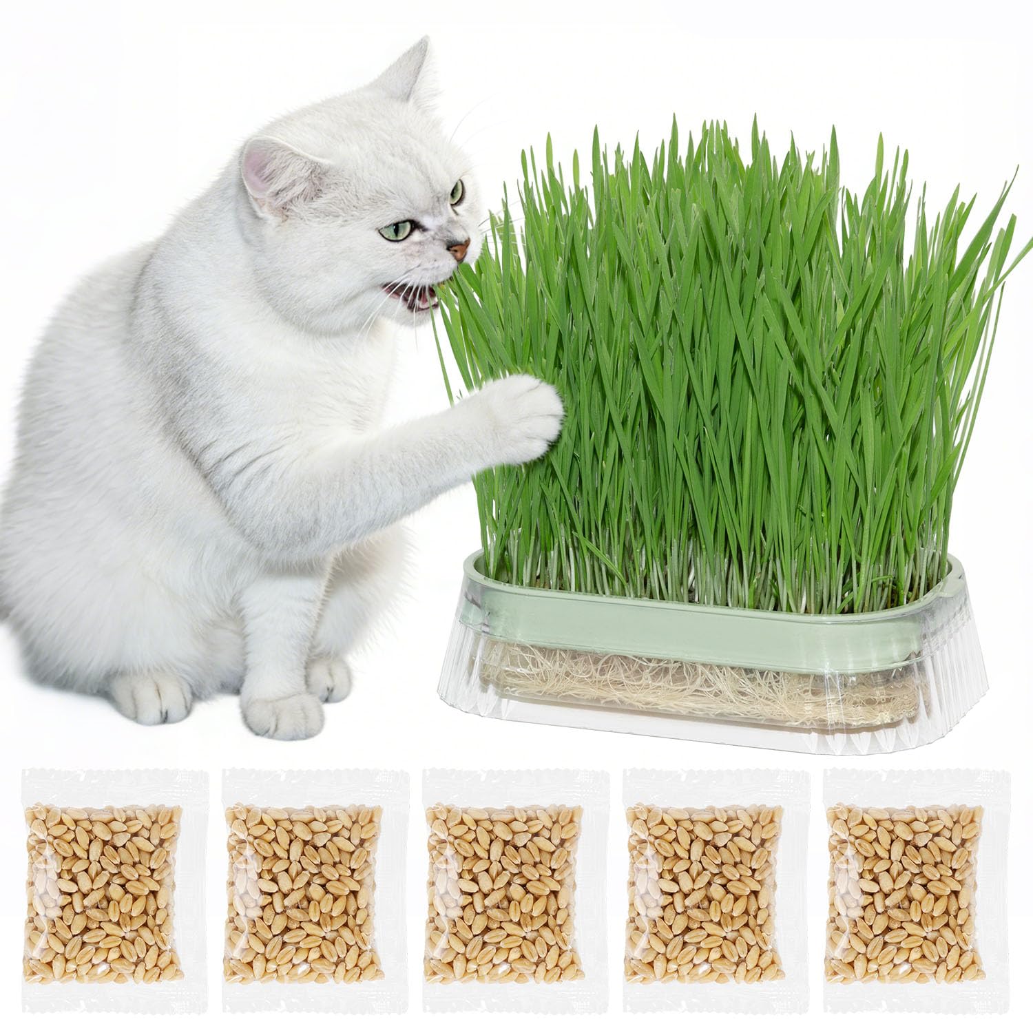 Majero Hydroponic Cat Grass Grow Kit