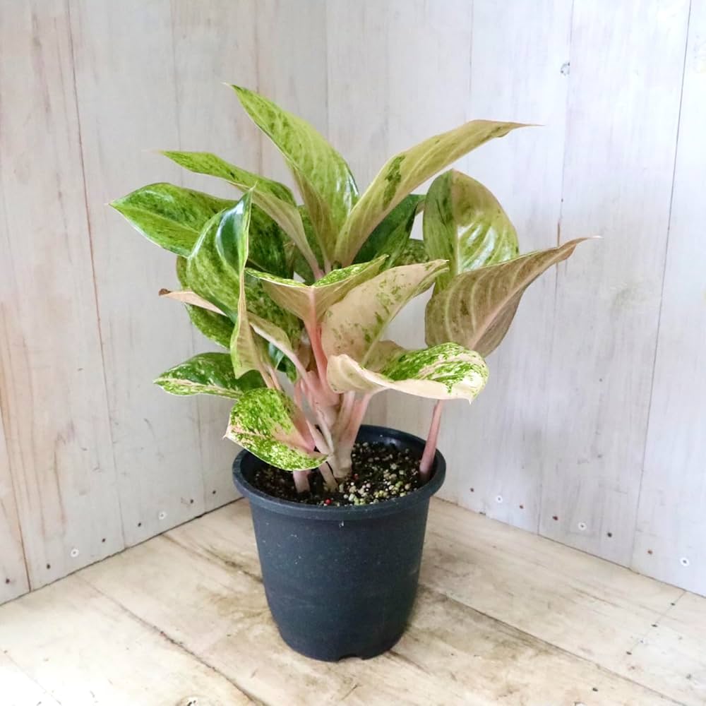 Amazon｜希少 アグラネオマ ピンクイメリタス 現品 5寸鉢｜観葉