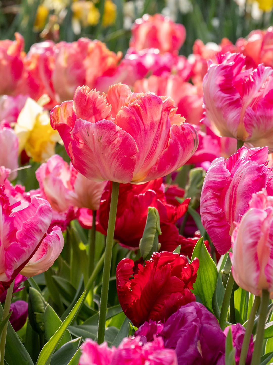 Blumenzwiebelmischung Papageien Tulpen | 50 Stück | Blumenzwiebel | Schnittblume | Gemischt | Großpackung | 100% Blütegarantie | QFB Gardening | Papageien