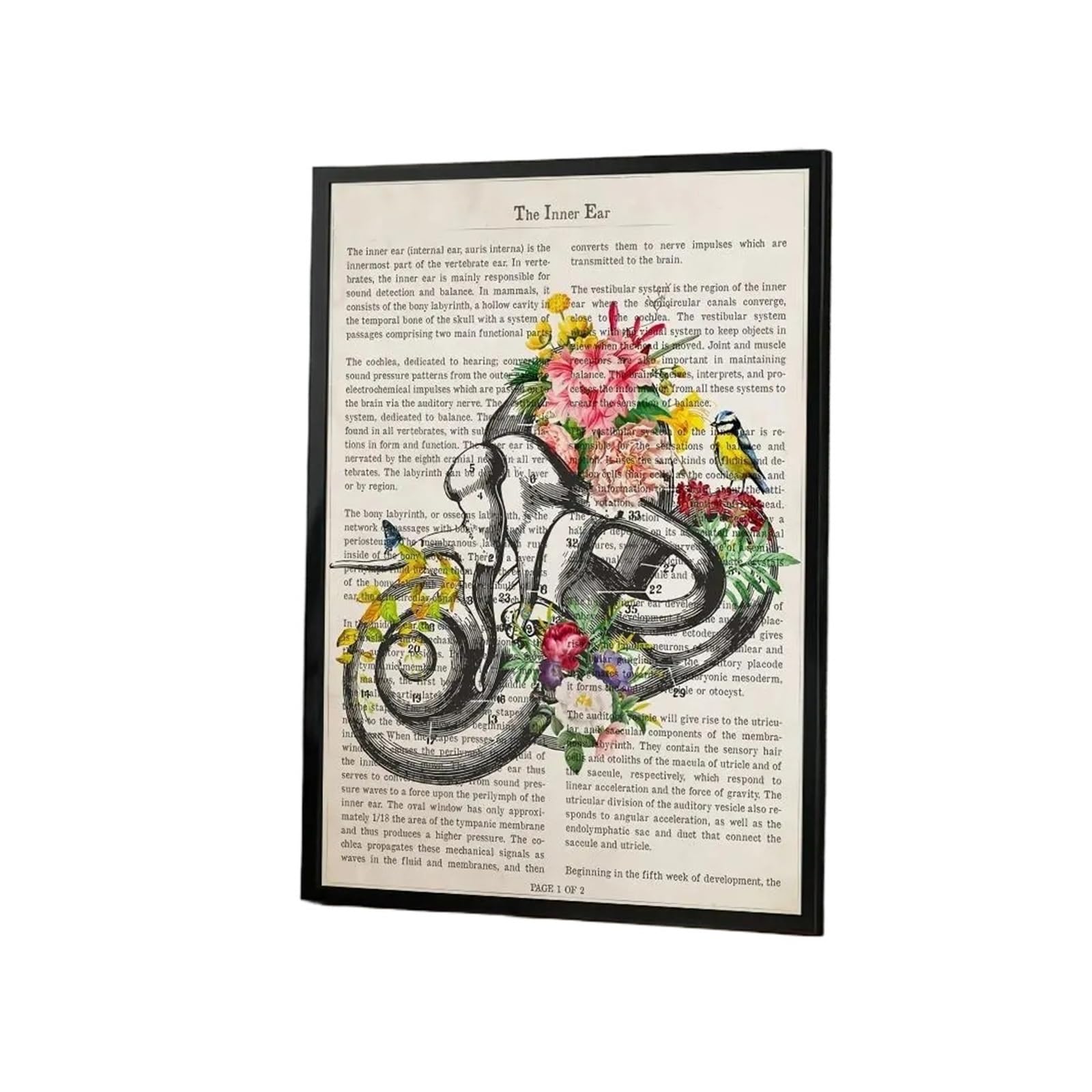 Affiche anatomie organe floral autocollante 30x40cm pour décoration murale