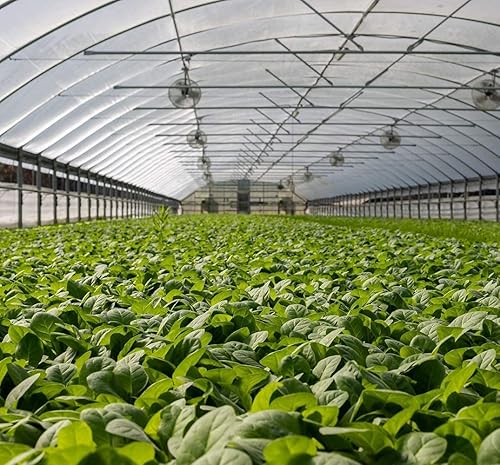 Miniatura 8 de Barrera de plagas de red de jardín 10'x50' Red fina para protección del jardín, cubierta de hilera de cama elevada, mosquitera de malla para