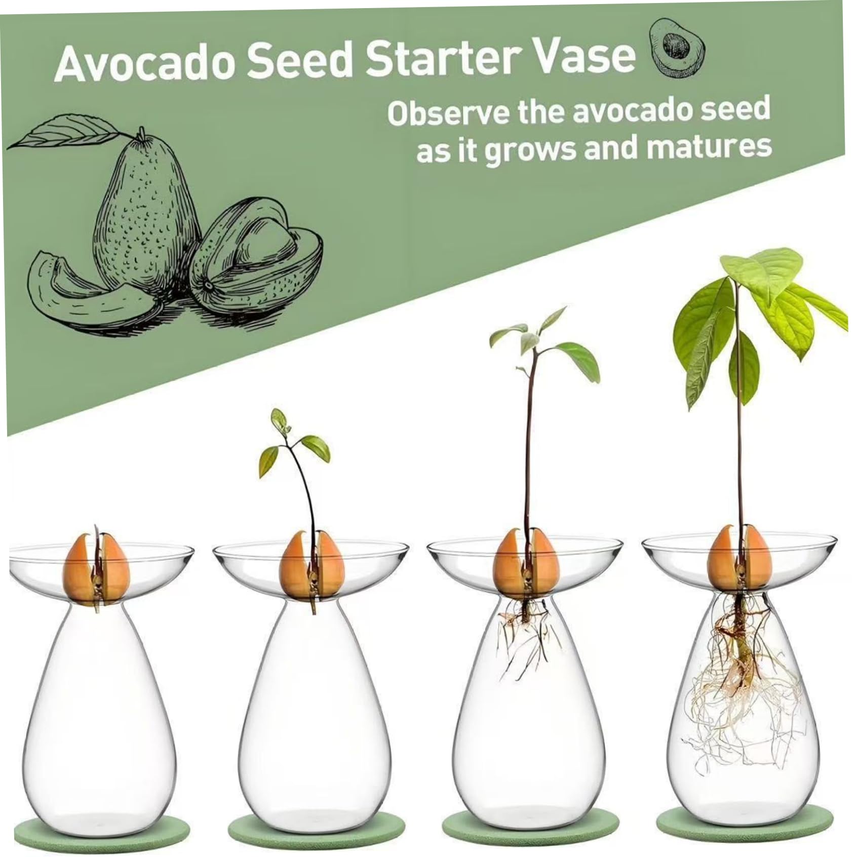 Macetas transparentes para plantas, florero de cristal transparente para semillas de aguacate, macetero para plantas hidropónicas, kit de cultivo de árboles pequeños para decoración de interiores, ho