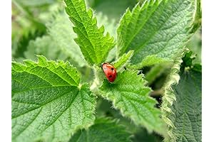 Stinging Nettle Seeds: Nature's Gift for Gardening Enthusiasts