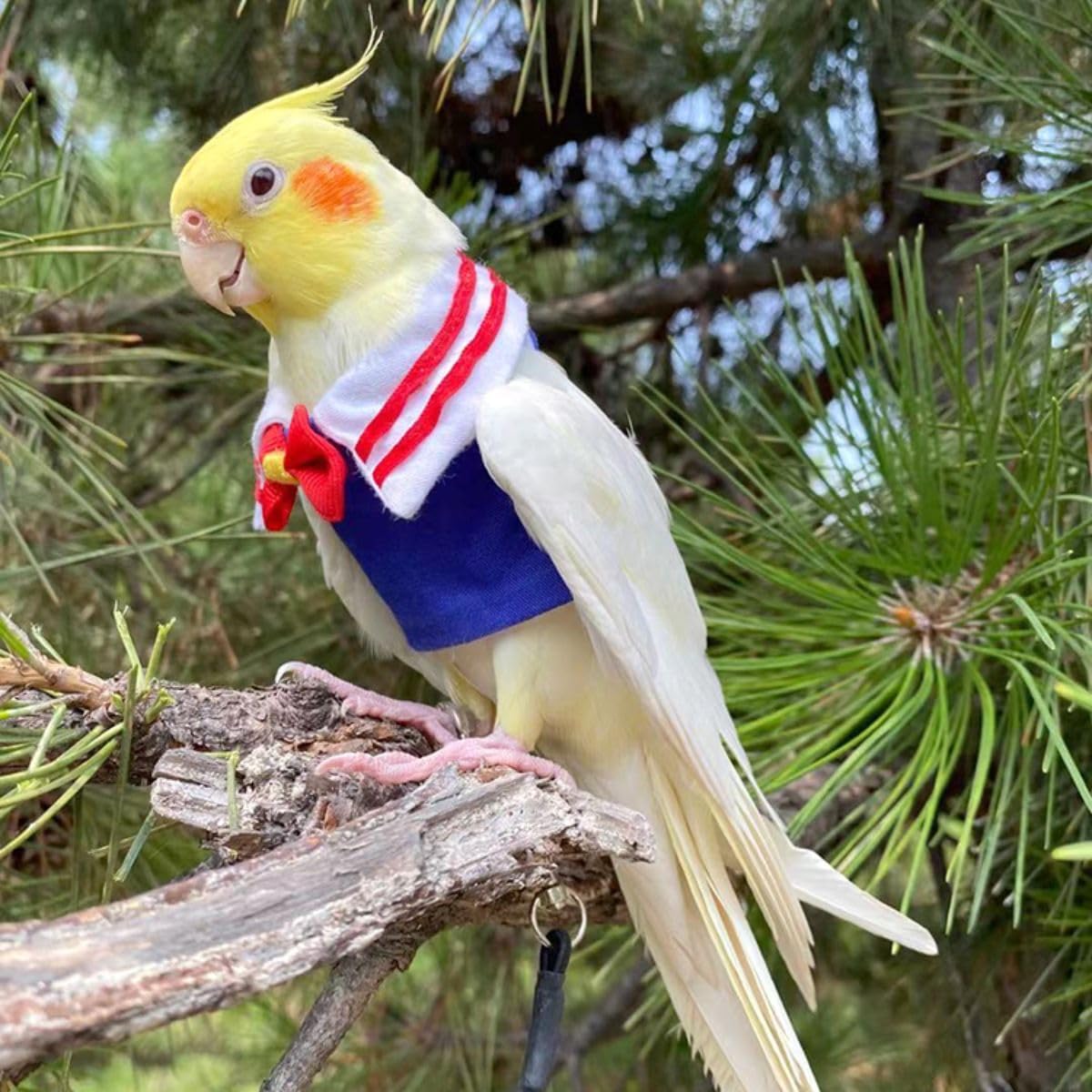 Bird Costume Bird Diaper Flight Suit Bird Summer Clothes Cosplay Photo Prop for Parrots Lovebird Parakeet Cockatiel Small Animals Apparel (XL)