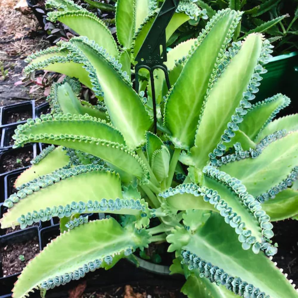 Mother of Thousands in 2 Inch Pot