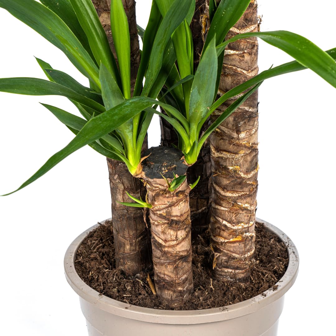 Yucca Elephantipes - 150-170cm - Ø27cm - Zimmerpflanze - Immergrün