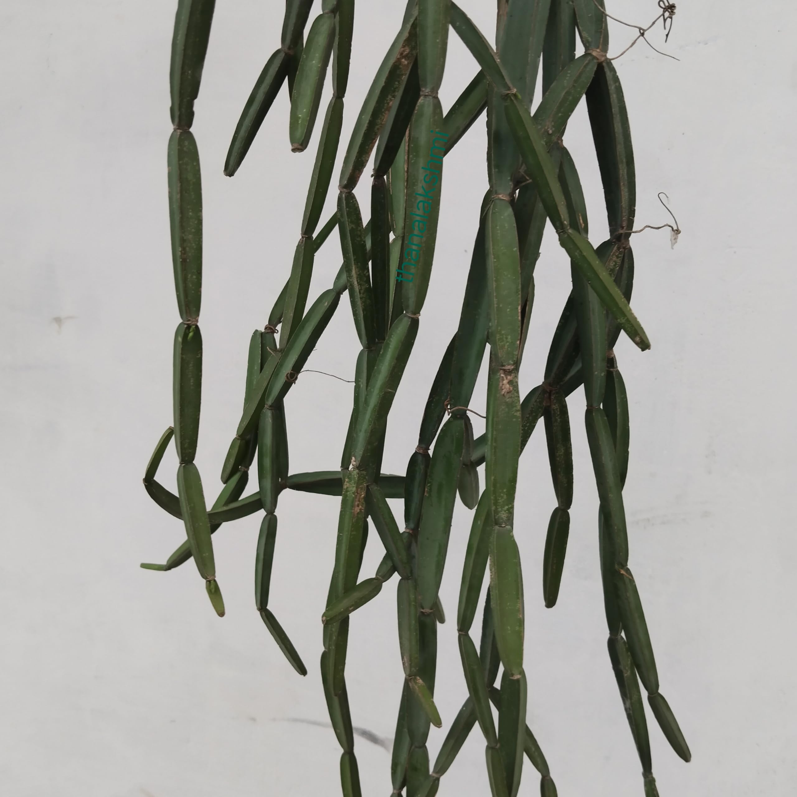 Pirandai Plant Hadjod plant Live Seed Use Medicinal plant Bone Healthy Plant Pirandai Live Cutting Pics (650 Gram (B0CZKZPZWM) Amazon Price History, Amazon Price Tracker