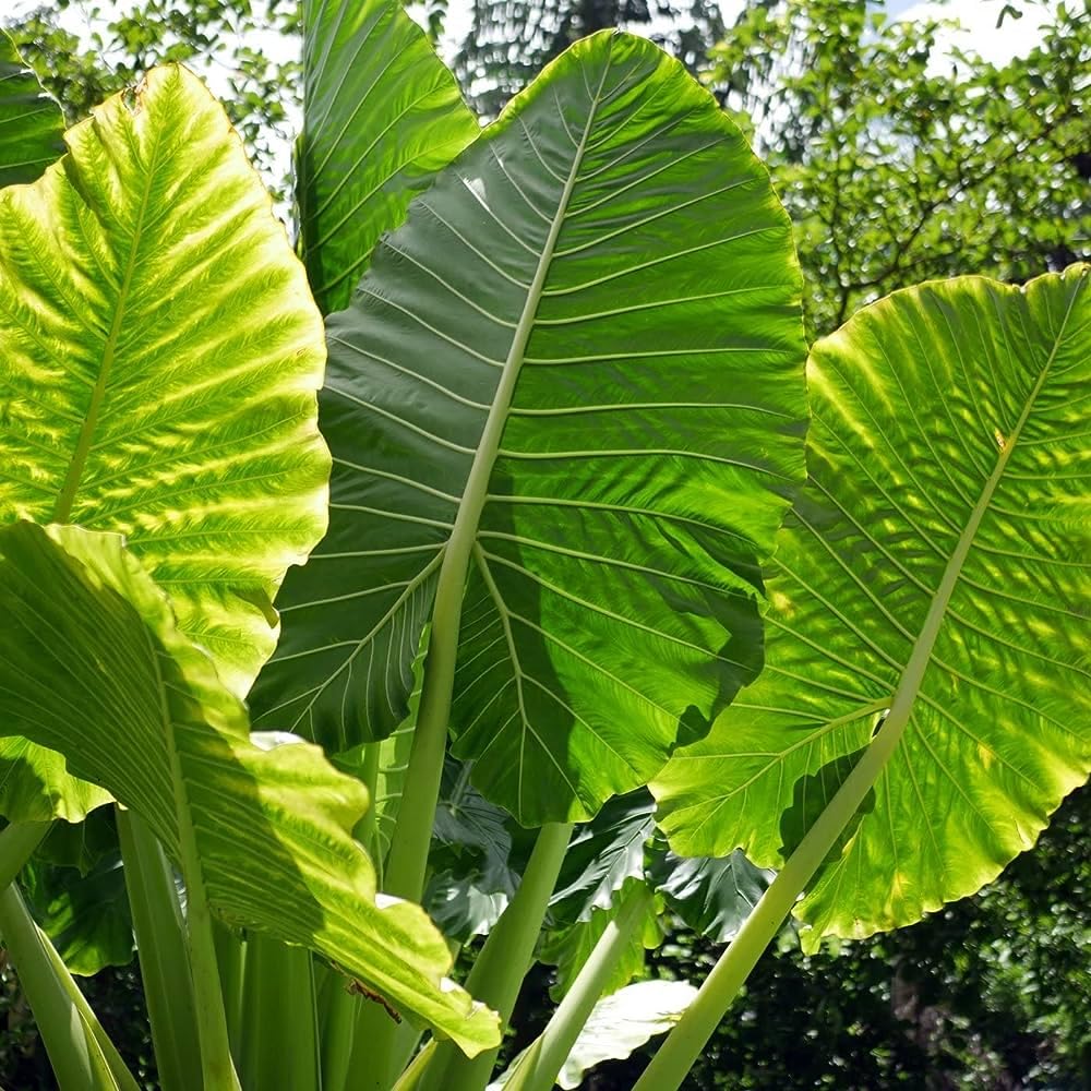 Colocasia Esculenta Elephant Ear Taro Plants pack of 1