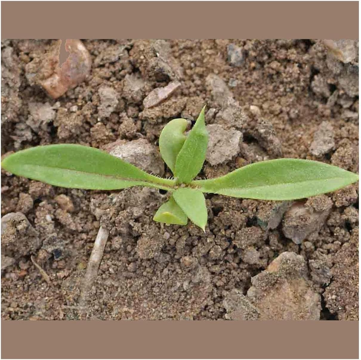 Everwilde Farms - 1 Lb Mixed Annual Phlox Native Wildflower Seeds - Gold Vault