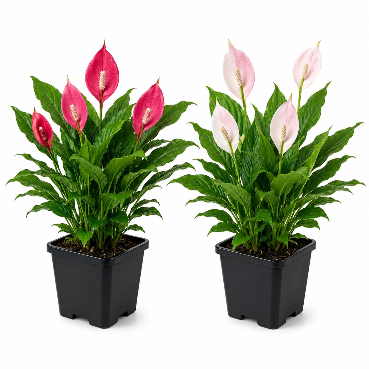 LIVE PEACE LILY PLANT COMBO (PACK OF 2) – DARK PINK & LIGHT PINK FLOWERING PLANT WITH 3 INCH BLACK PLASTIC POT | INDOOR PLANT FOR HOME OFFICE & LIVING ROOM-image-16