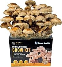 Shiitake Mushroom Grow Kit (5.5lbs) Grow Your Own Mushrooms at Home | Easy Indoor Grow Bag Kit