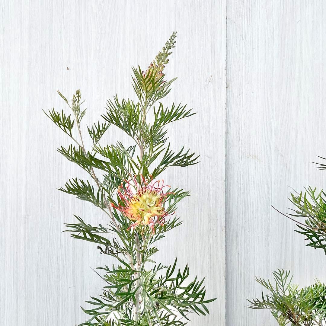 グレビレア ココナッツアイス/ 511 グレビレア ココナッツアイス/ 511