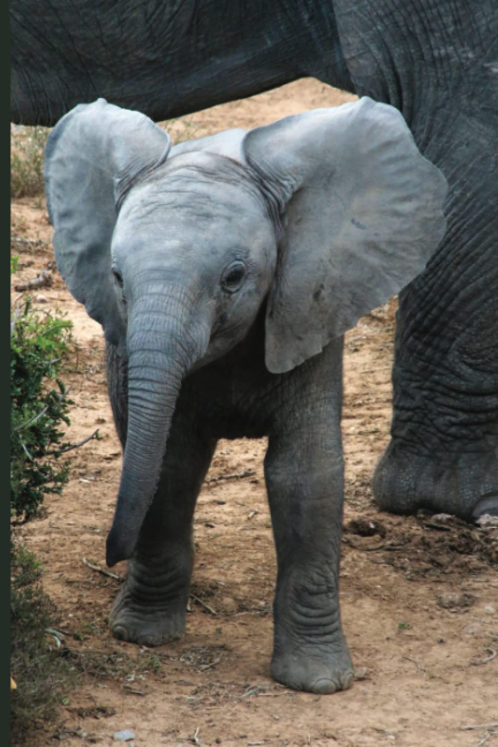 Elephant Strong: Journaling Prompts to Help Heal and Grow. (Spiritual)