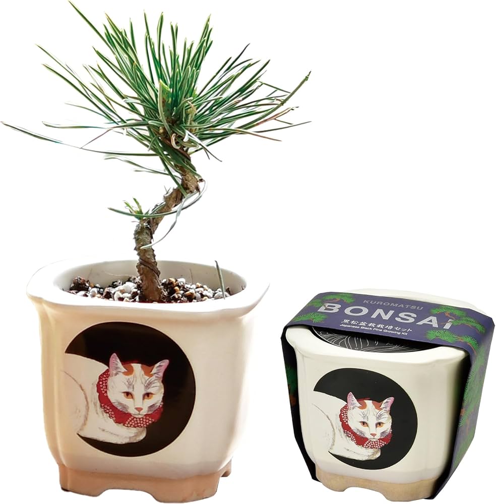 Amazon｜聖新陶芸 春/秋の 手のひら庭園 まめ盆栽 盆栽キット ミニ