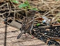 Review Image by Jonnys Bazar Jonnys Bazar