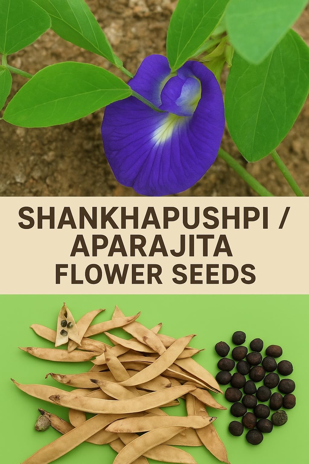 Shankhapushpi | Aparajita Flower Seeds | Butterfly Pea | Blue colour | Garden Plant Seeds (Pack of 20 Pcs)-image-16