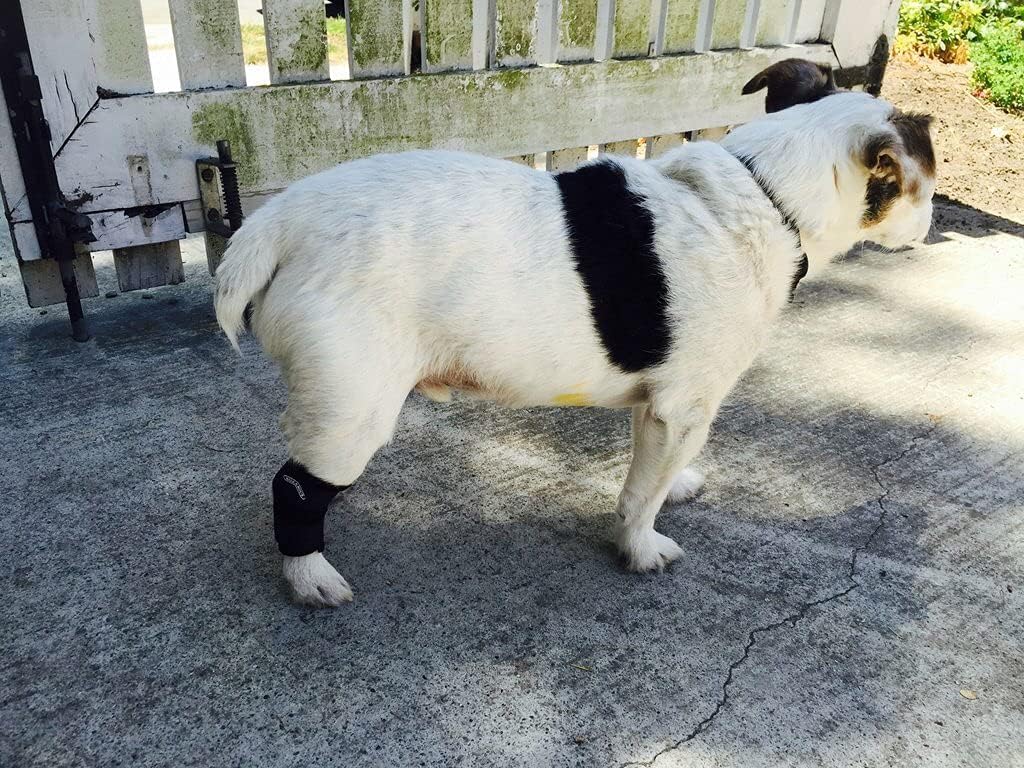 Walkabout Harnesses Hock Support Brace (Medium 3-4")