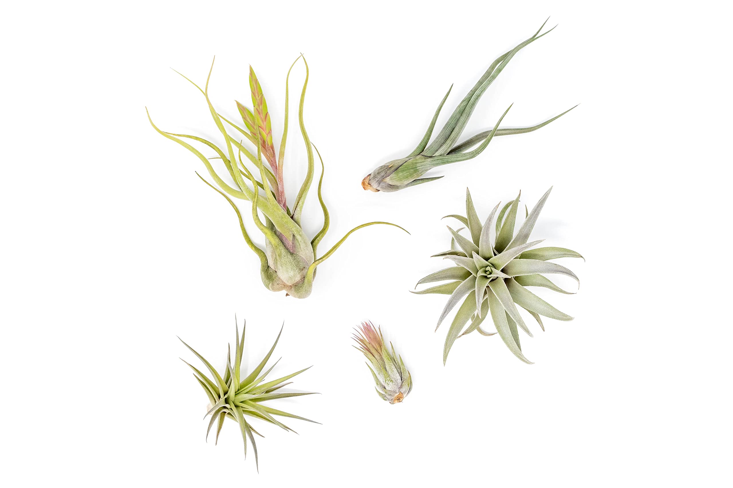 Air Plant Shop 5 Pack Tough Stuff Collection of Tillandsia Air Plants- Wholesale and Bulk - Succulents - Live Tillandsia - Easy Care Indoor and Outdoor House Plants