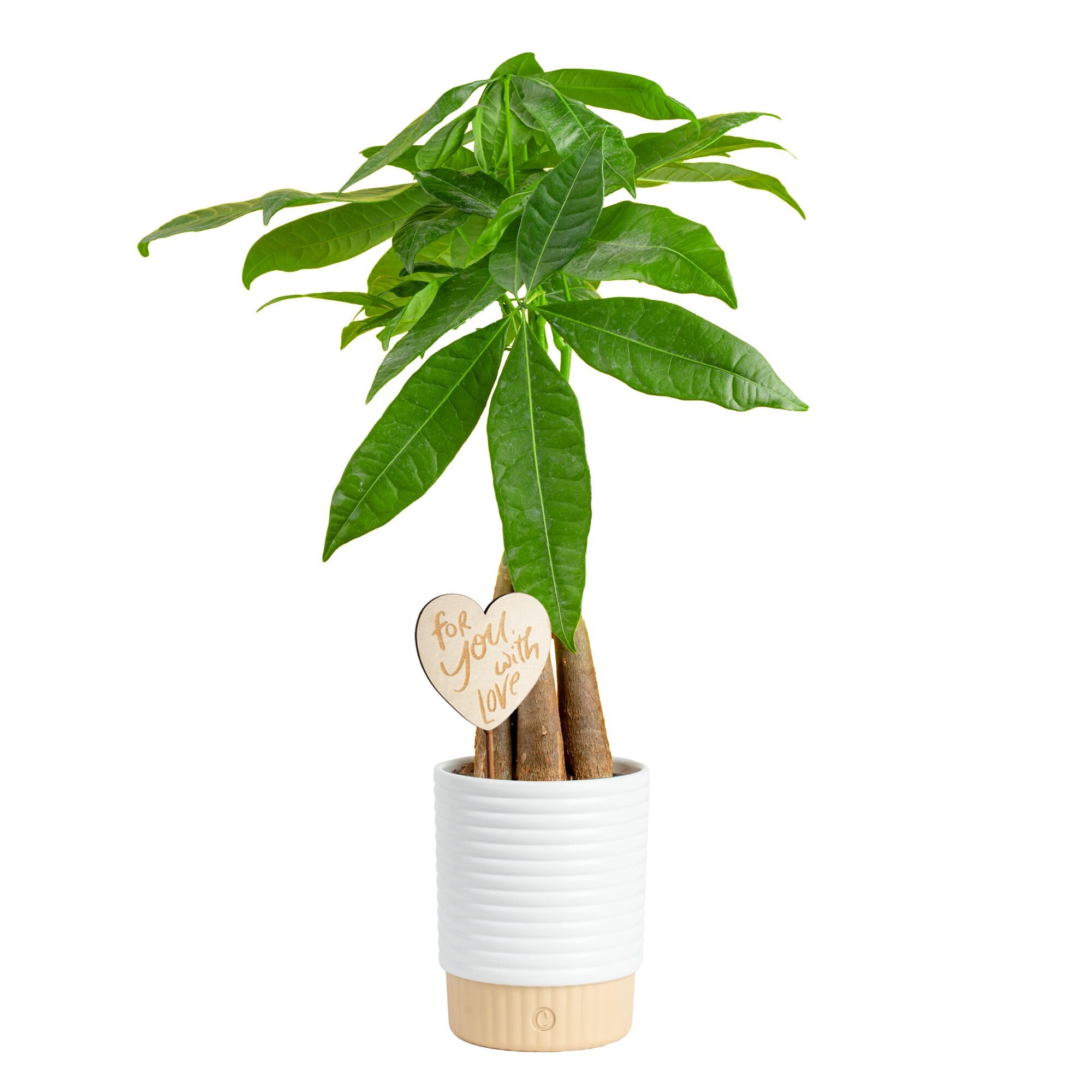 Costa Farms Money Tree, Live Indoor Plant, Braided Trunk, Easy Care