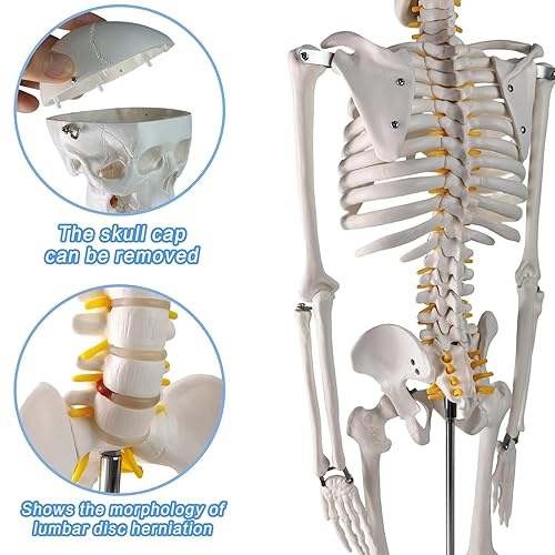 Miniatura 3 de Evotech - Mini modelo de esqueleto humano para anatomía, modelo de esqueleto humano de tamaño natural de 33.5 pulgadas y 12 con brazos y piernas