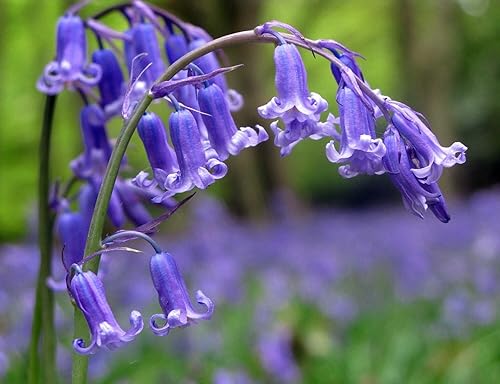 English Bluebell Wild Flower (Latest Harvest) 50 Seeds Simple to
