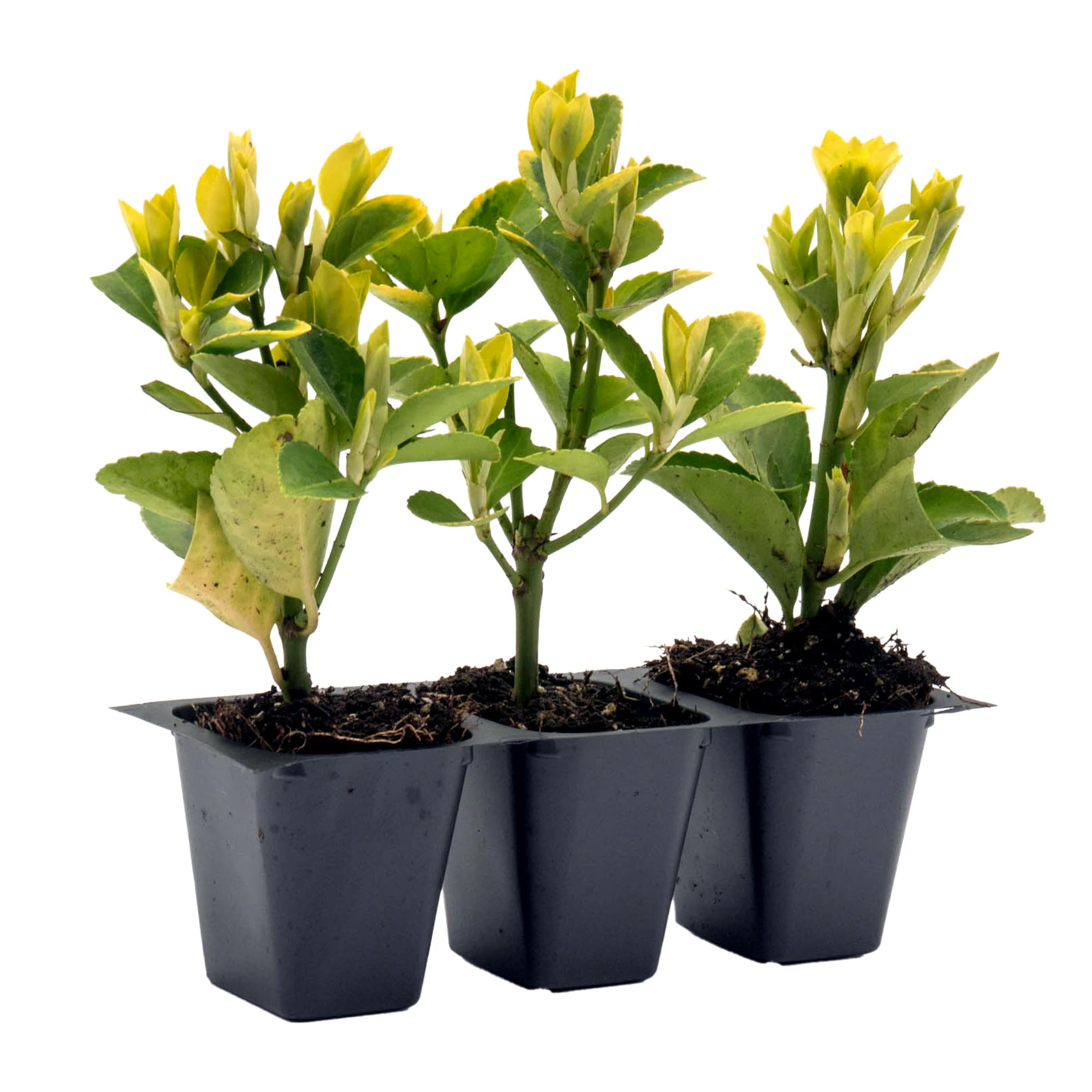 Golden Euonymus