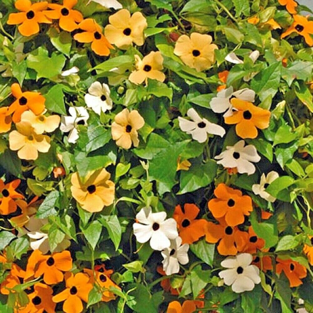 Buy4seeds 35 Seeds thunbergia Black Eye Susan alata Mix Easy to Grow