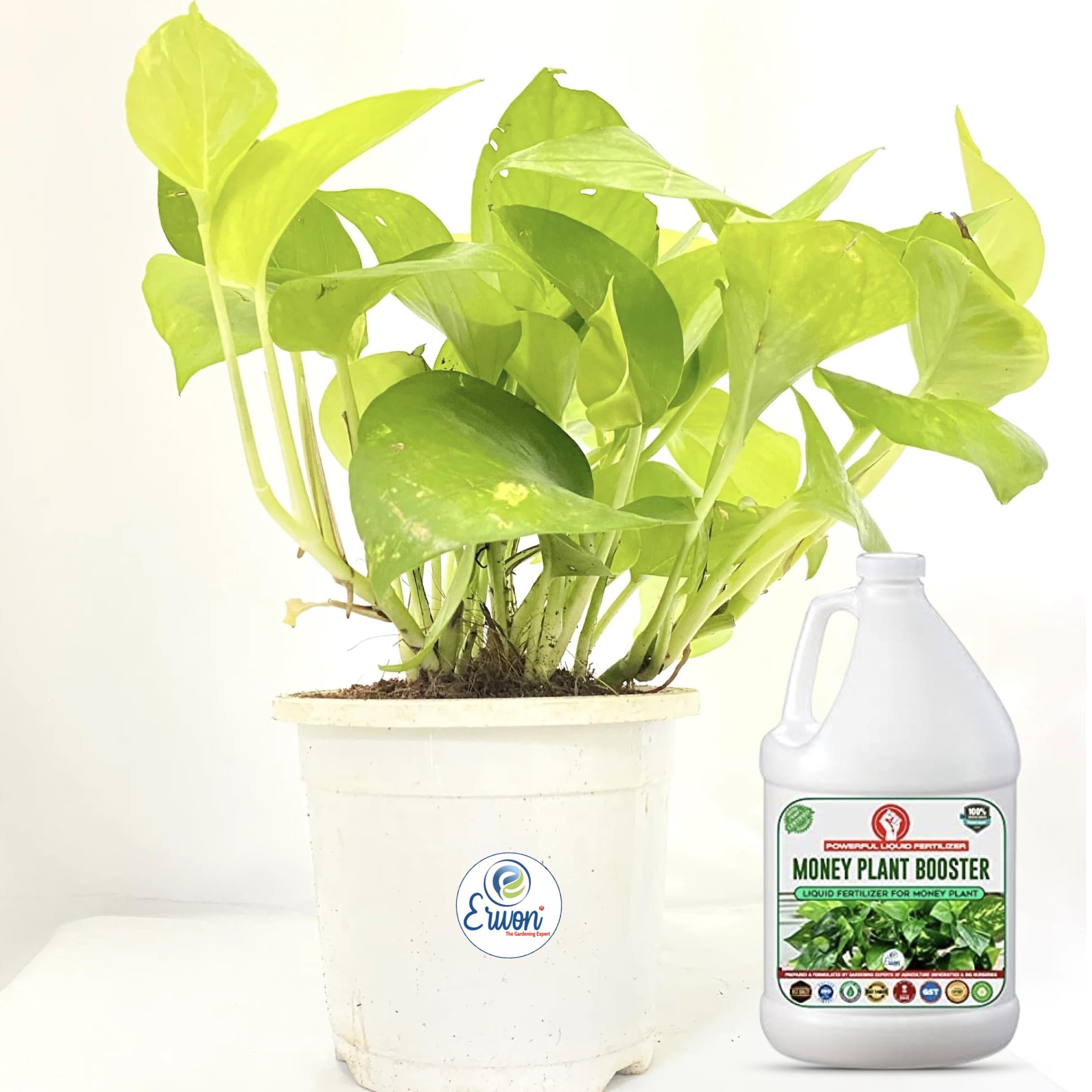 sugar palm plant Dwarf Sugar Palm 30# – Liberty Landscape Supply