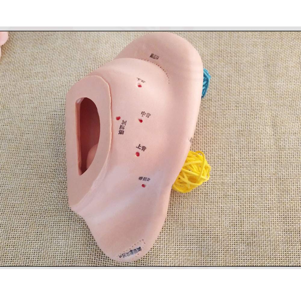 Amazon.co.jp: 経絡と耳のモデル - 耳の反射区マッサージ 耳の