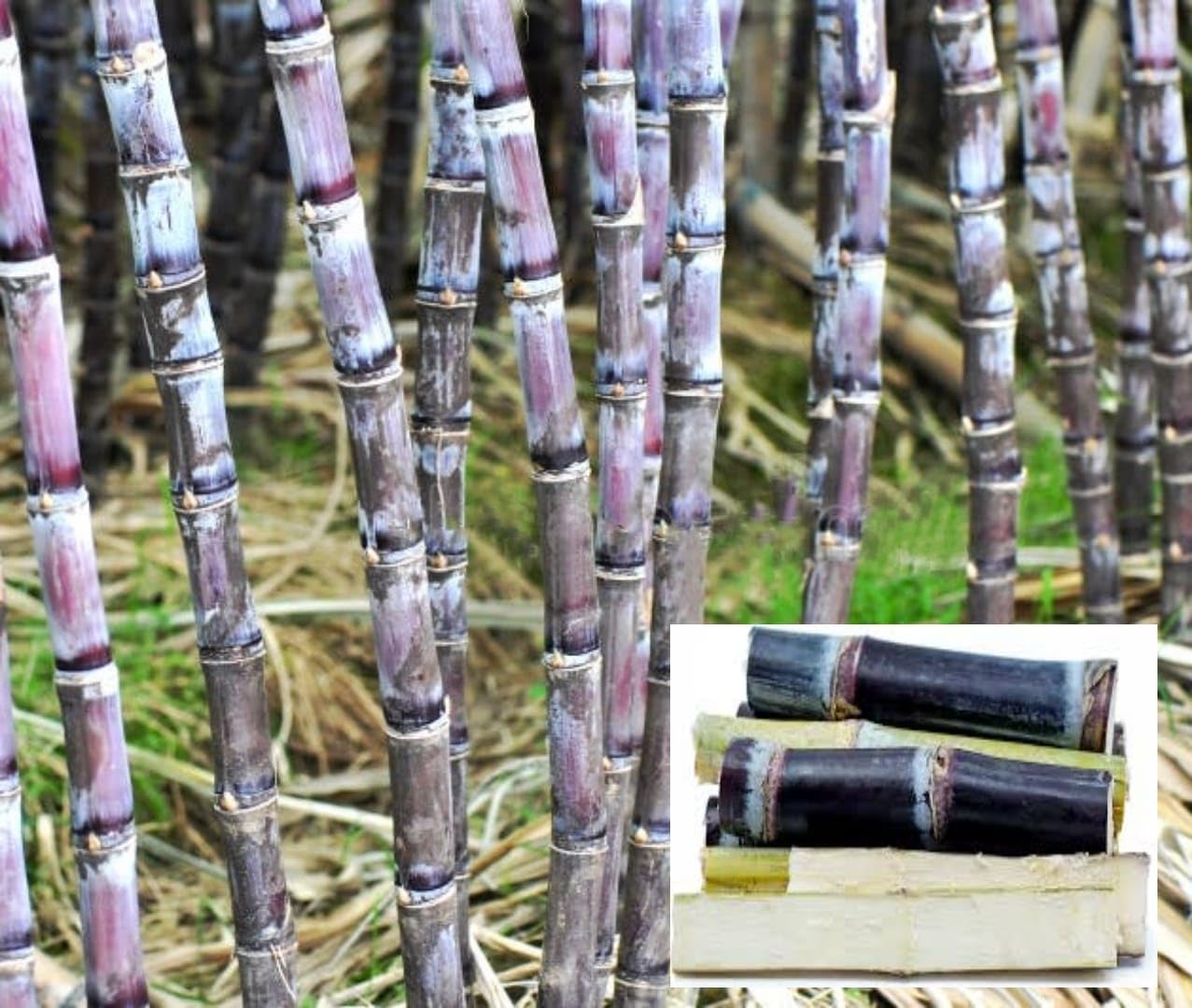 See full amazon price history chart for ALAMIN GARDEN Rare philippine Soft Black Sugarcane Ganna/Black sugar/Akh, Live Plants & Tree (1.5-2 Feet Size) ALAMIN GARDEN Rare philippine Soft Black Sugarcane Ganna/Black sugar/Akh, Live Plants & Tree (1.5-2 Feet Size) (B0CTD2PRZD) Amazon Price History, Amazon Price Tracker