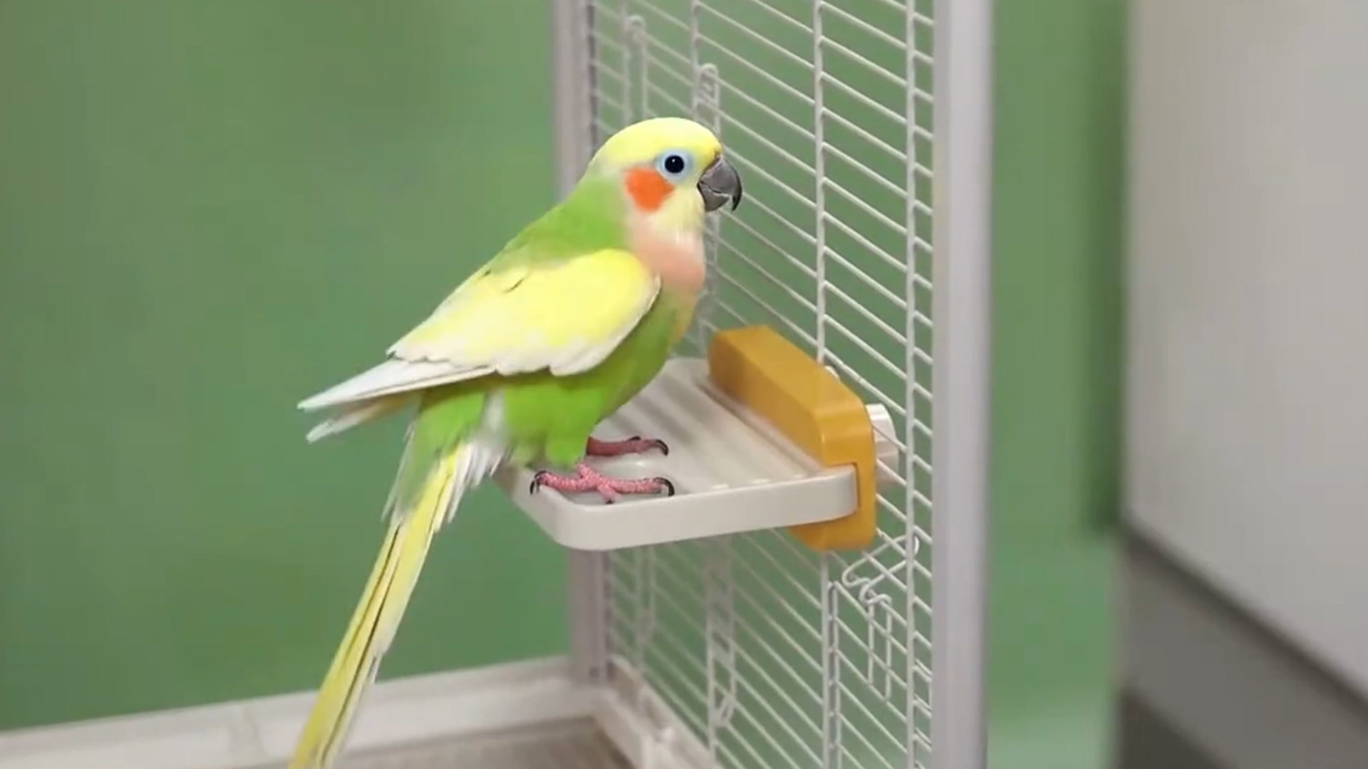 Plataforma Para Jaula De Pájaros - 2 Unidades Blancas De Plástico PP, Para Loros, Periquitos Y Cacatúas