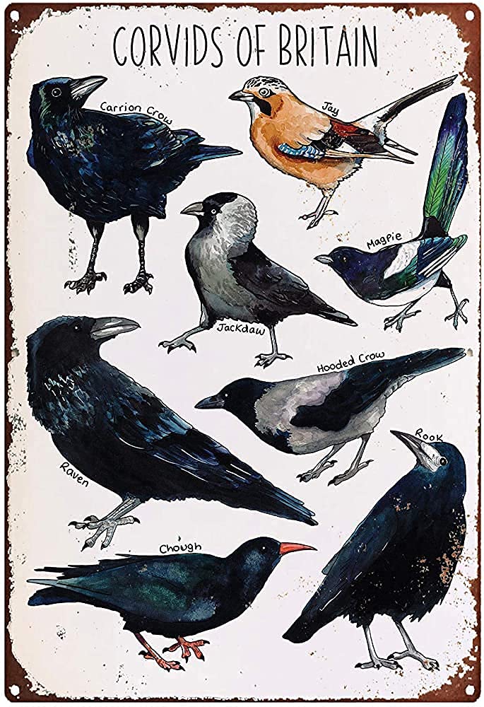 For Kitchen Crows And Corvids Of Britain Watercolour Wildlife Printfor Outdoors Big Funny Vintage Metal Sign Poster 8X12 Inches